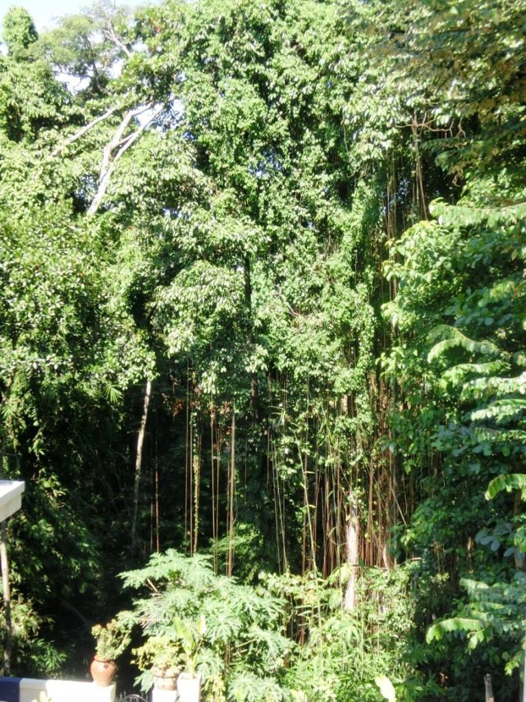 Latugu Homestay Ubud Phòng bức ảnh