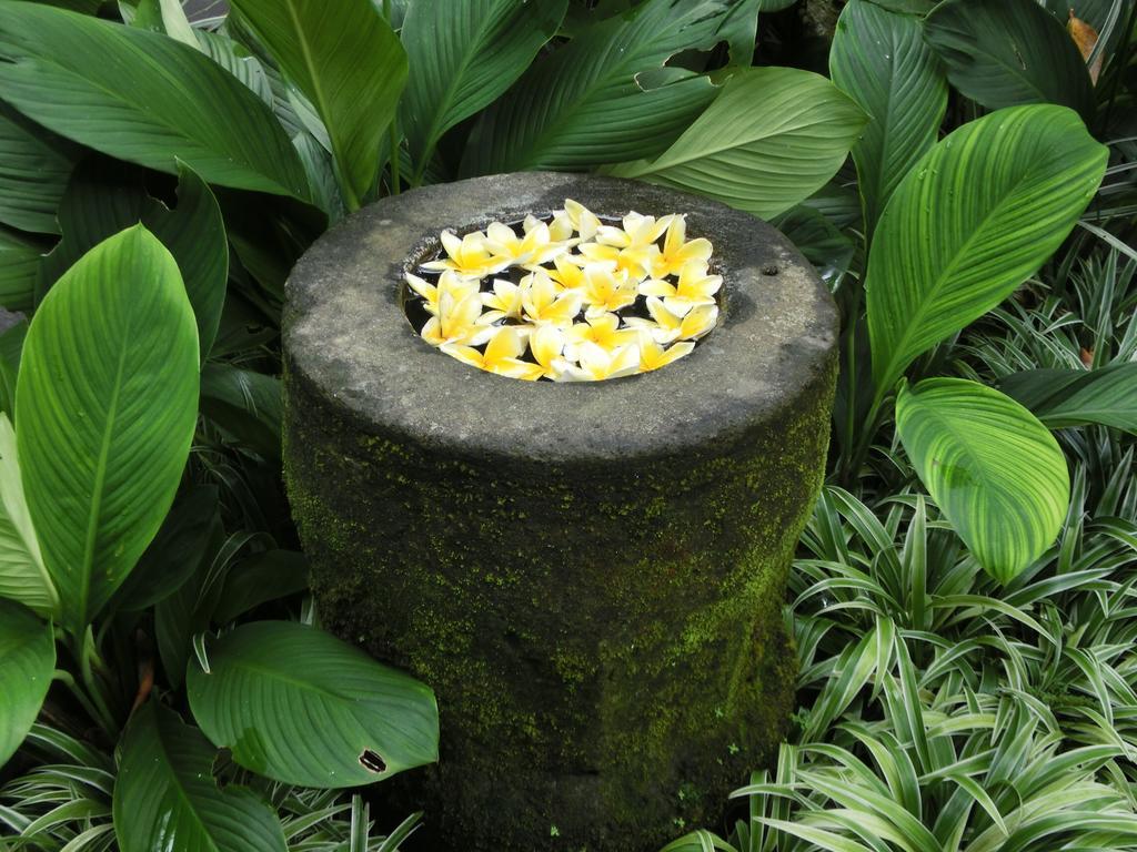 Latugu Homestay Ubud Ngoại thất bức ảnh