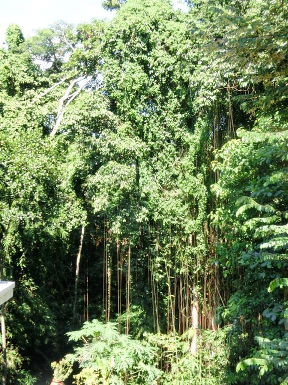 Latugu Homestay Ubud Ngoại thất bức ảnh